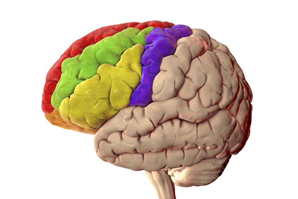 brain prefrontal