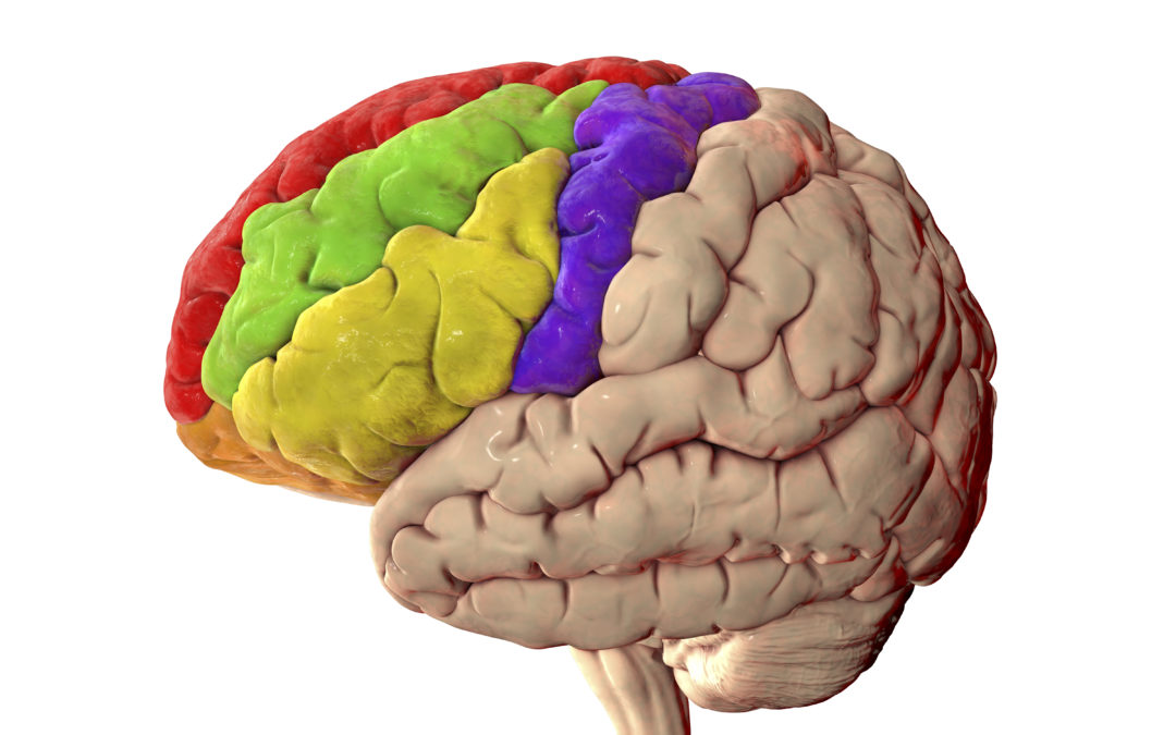 The Prefrontal Cortex