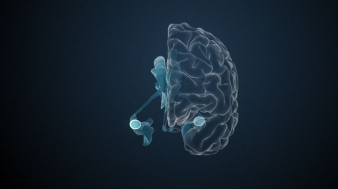 amygdala brain