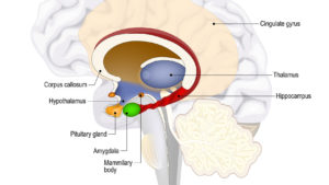 brain amygdala