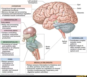 brainstem thalamus brain neuroleadership