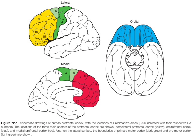 prefrontal brain