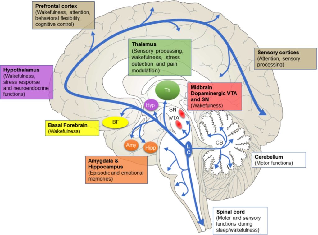 norepinephrine brain