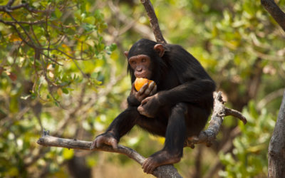 The “drunken monkey” hypothesis – proven