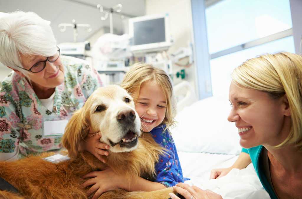 Petting (Real) Dogs Activates the Social Brain