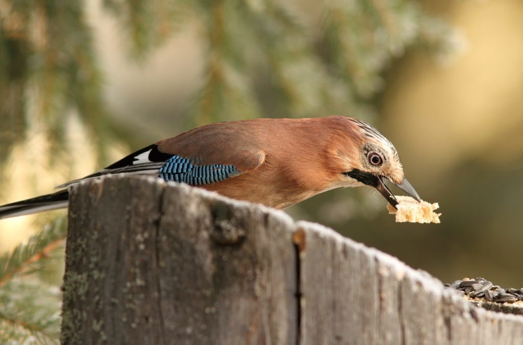 Like Smart Humans, Smart Jays Exhibit Self Control